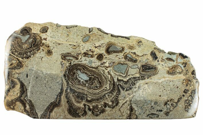 Devonian Stromatolite Slab - Orkney, Scotland #289666
